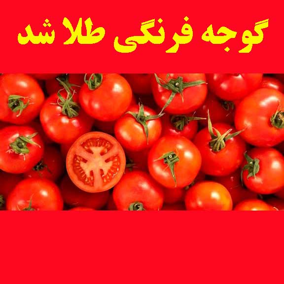 گوجه‌فرنگی طلا شد!                                                                                                                                                                                                                                                                                          