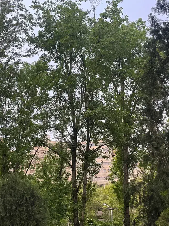 فروش یک خواب فاز۲