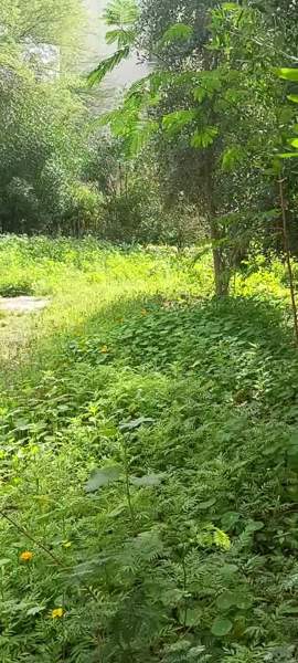 سویت نقلی برای رهن کامل،خونه نقلی