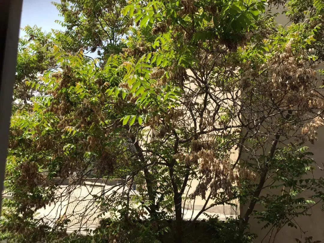 دیباجی جنوبی